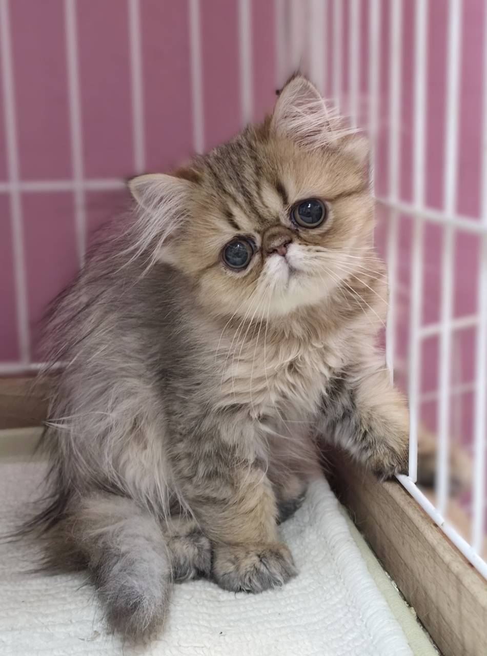 大きなまん丸お目目と、ぺちゃんこお鼻がたまらなく可愛い、シェ...