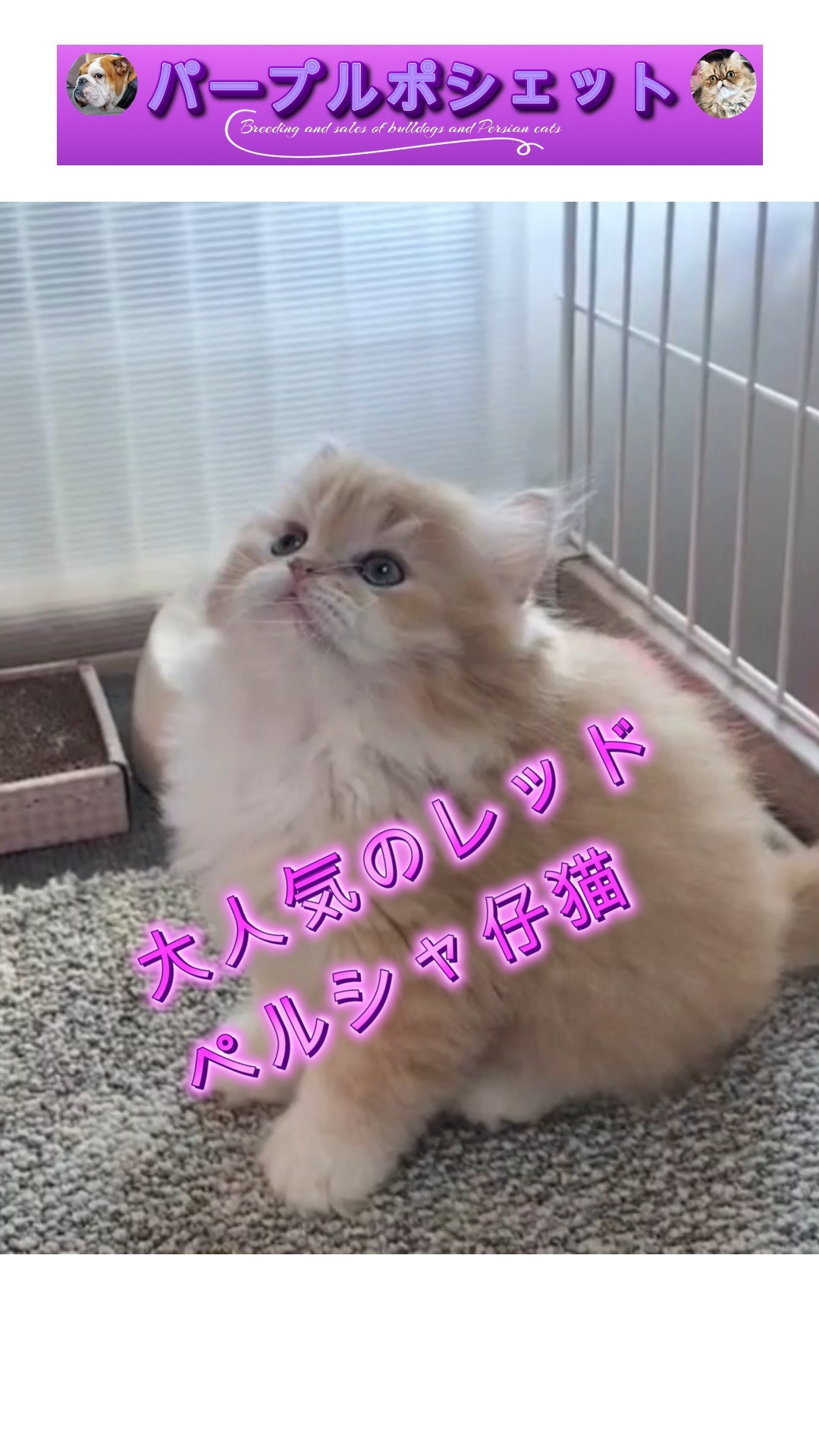 大人気！ペルシャ猫のレッドちゃん😊✨　おはようレッドちゃんの...