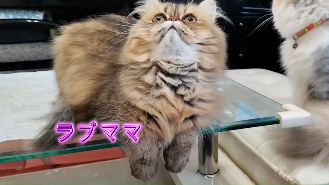 パープルポシェット自慢の親ペルシャ猫　良血統の親猫ちゃんです...