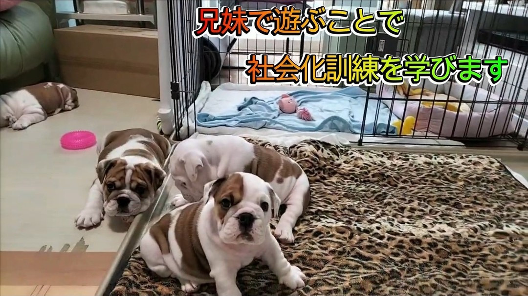 ブルドッグの仔犬４兄妹の日常を追った動画をご紹介します。