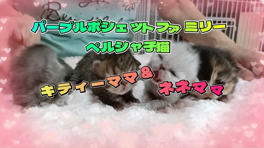 🌟✨ペルシャ子猫たちのハートフルな物語✨🌟