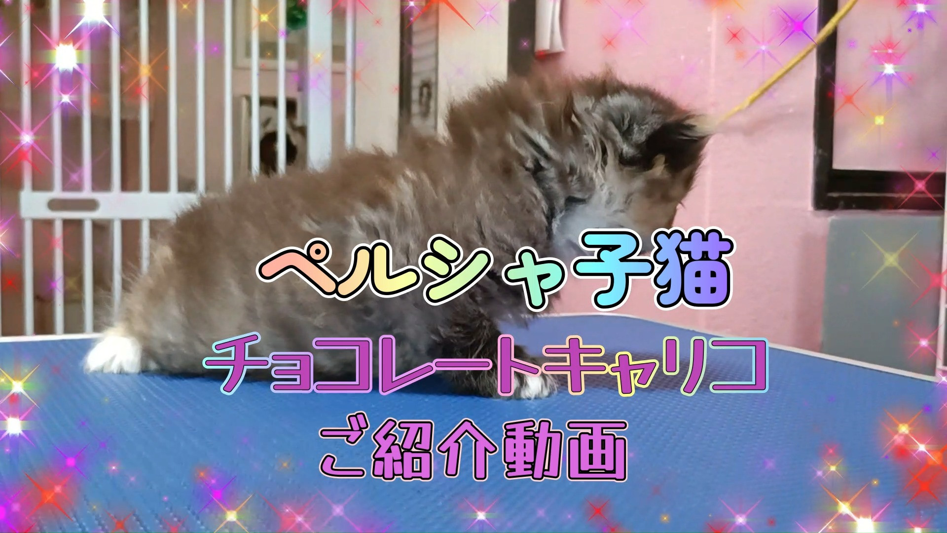 🌈✨珍しいチョコレートキャリコのペルシャ子猫をご紹介します✨...