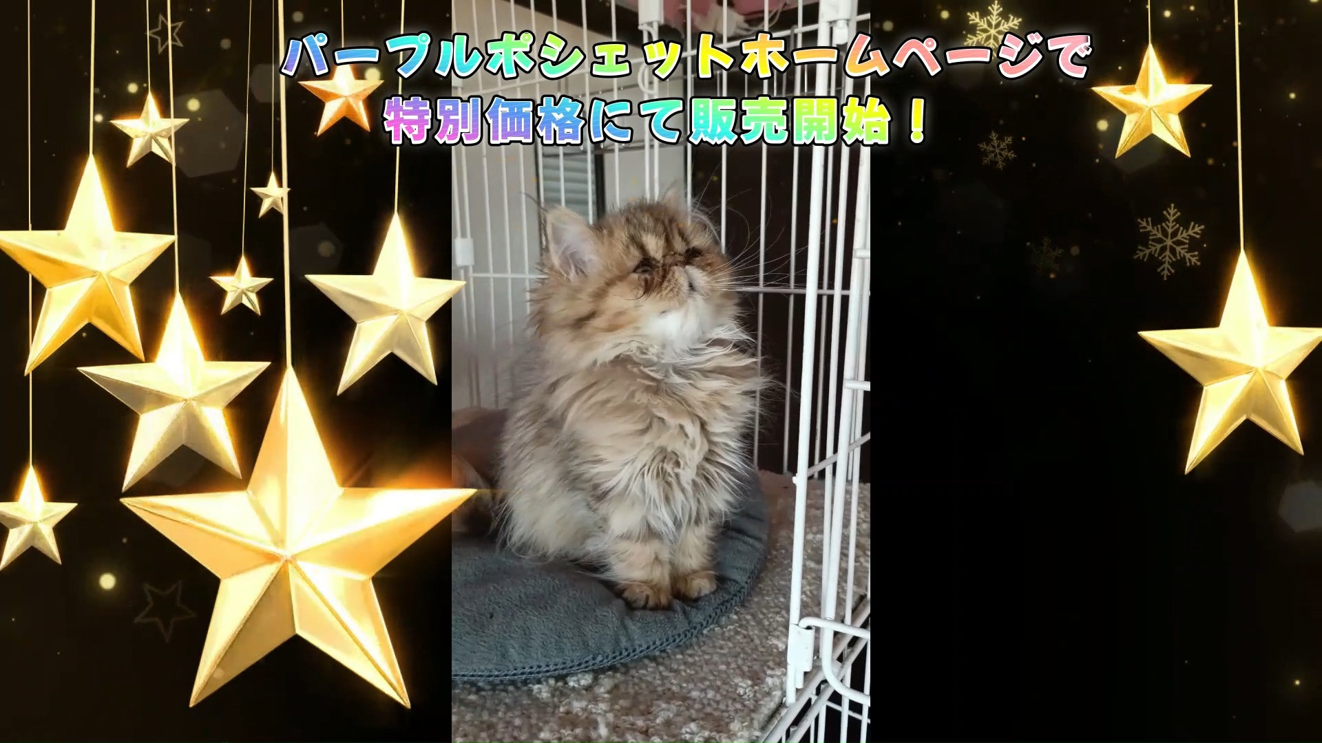 パープルポシェットファミリー😽😸　ペルシャ猫3匹の可愛い子猫...