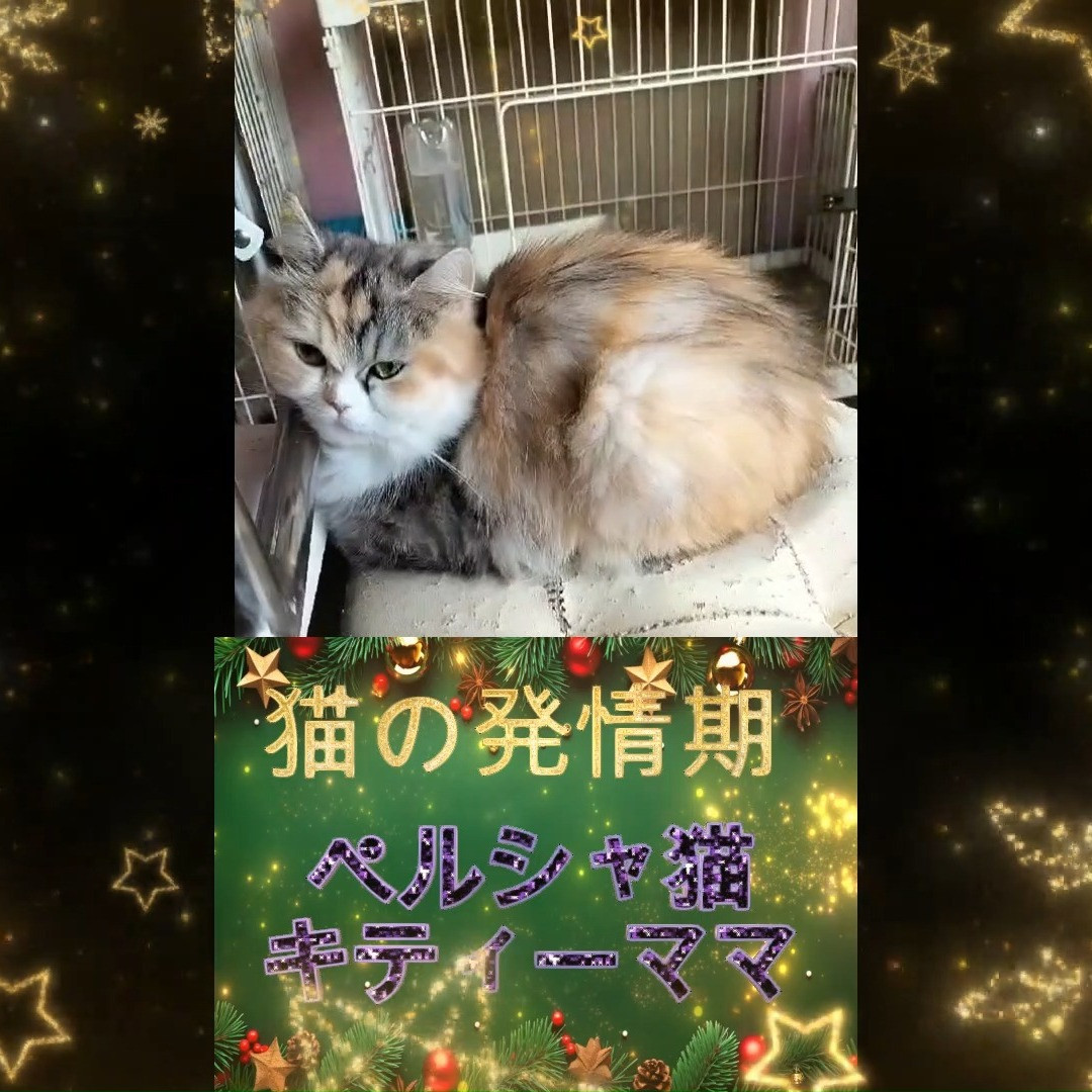 ペルシャ猫の発情時の異常な仕草が可愛い！