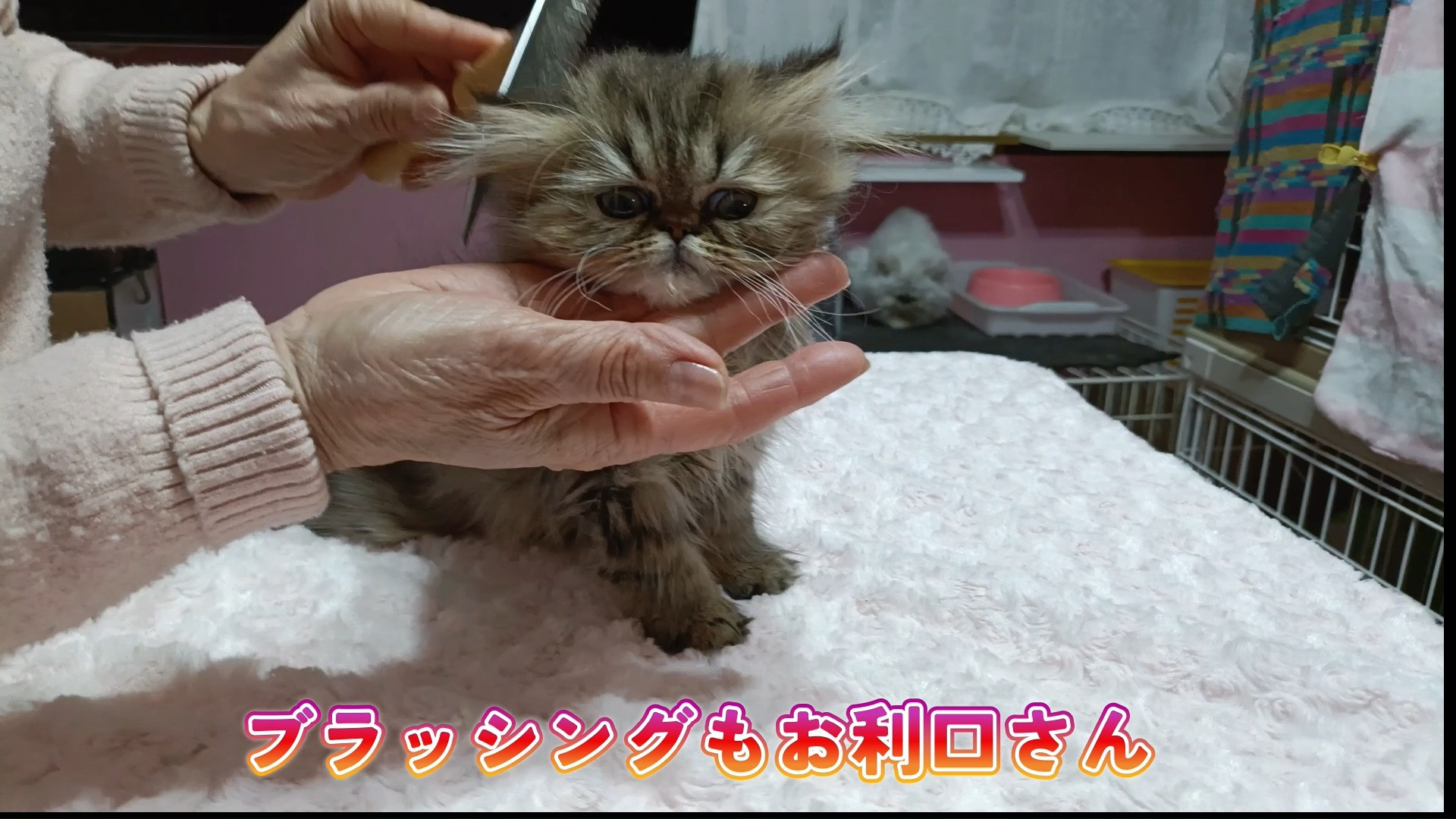 バレンタイン特別価格販売！パープルポシェットの可愛い仔猫ちゃ...