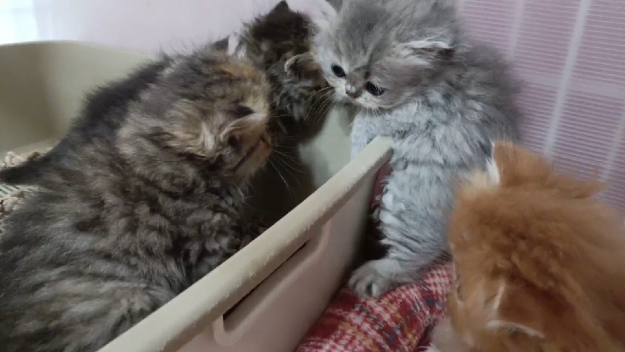 ペルシャ猫の家族