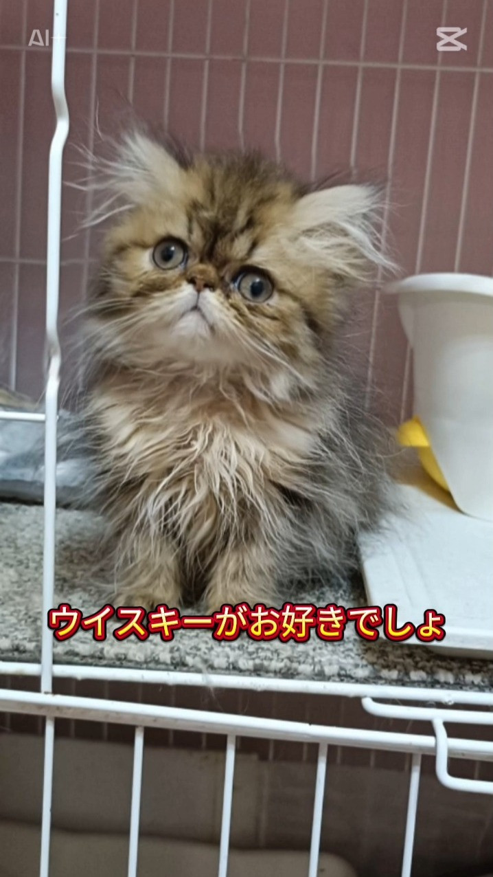 ペルシャ仔猫が歌う「ウイスキーがお好きでしょ」