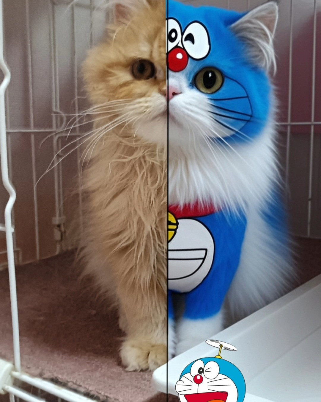 可愛い仔猫達の変身願望！