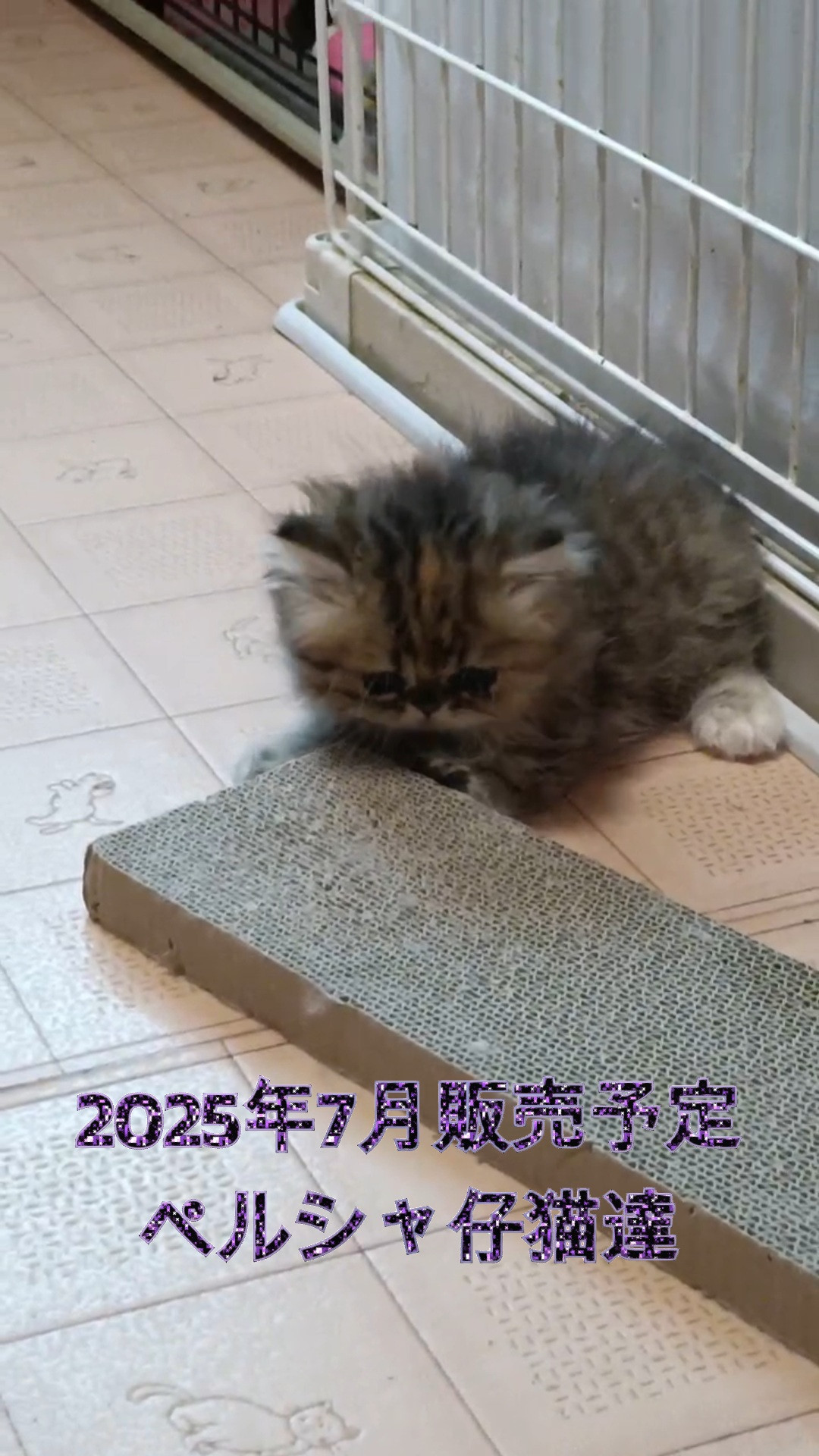 ペルシャ仔猫ちゃん