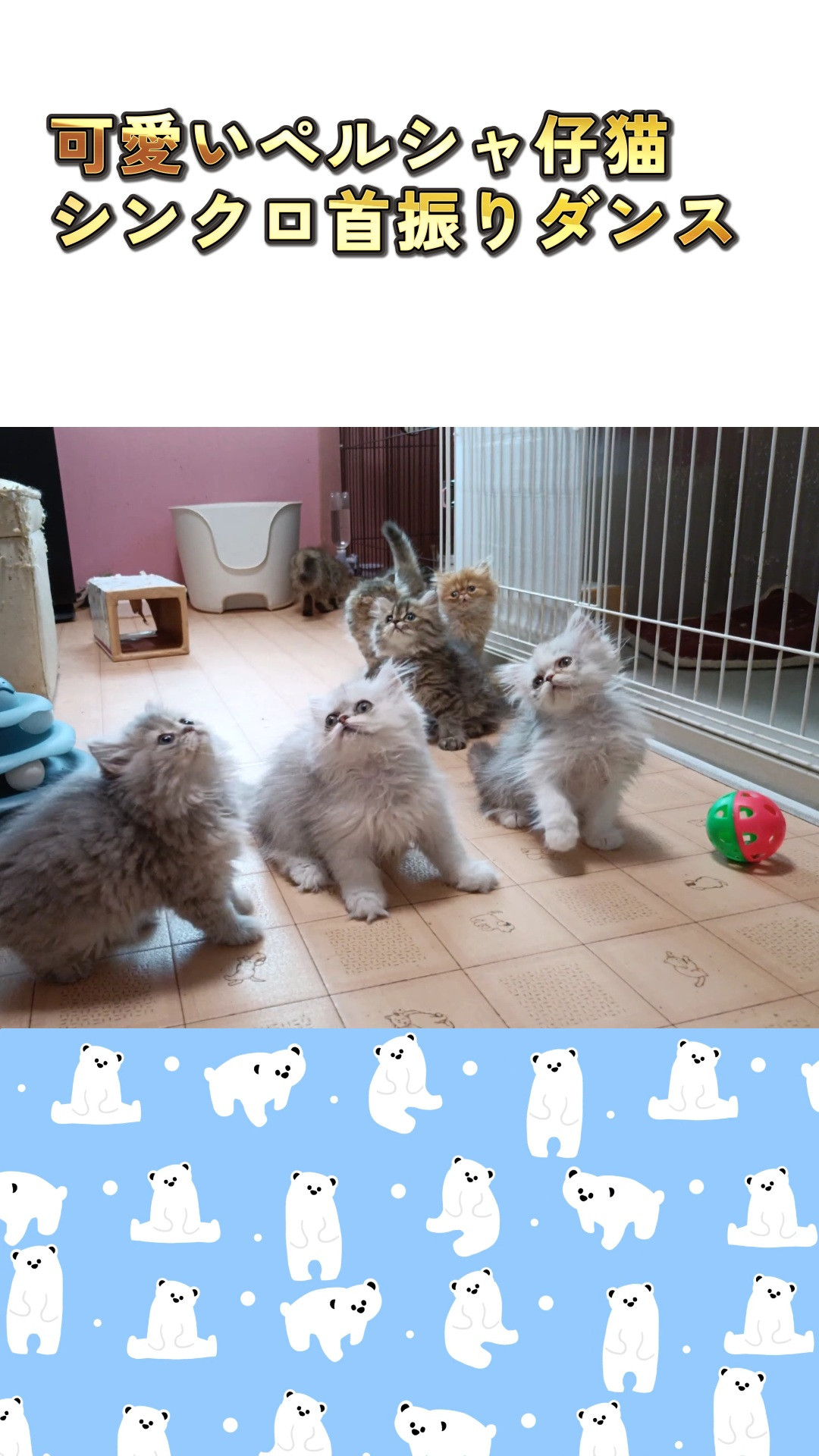 パープルポシェットの可愛いペルシャ仔猫達が、ママの猫ジャラシ...