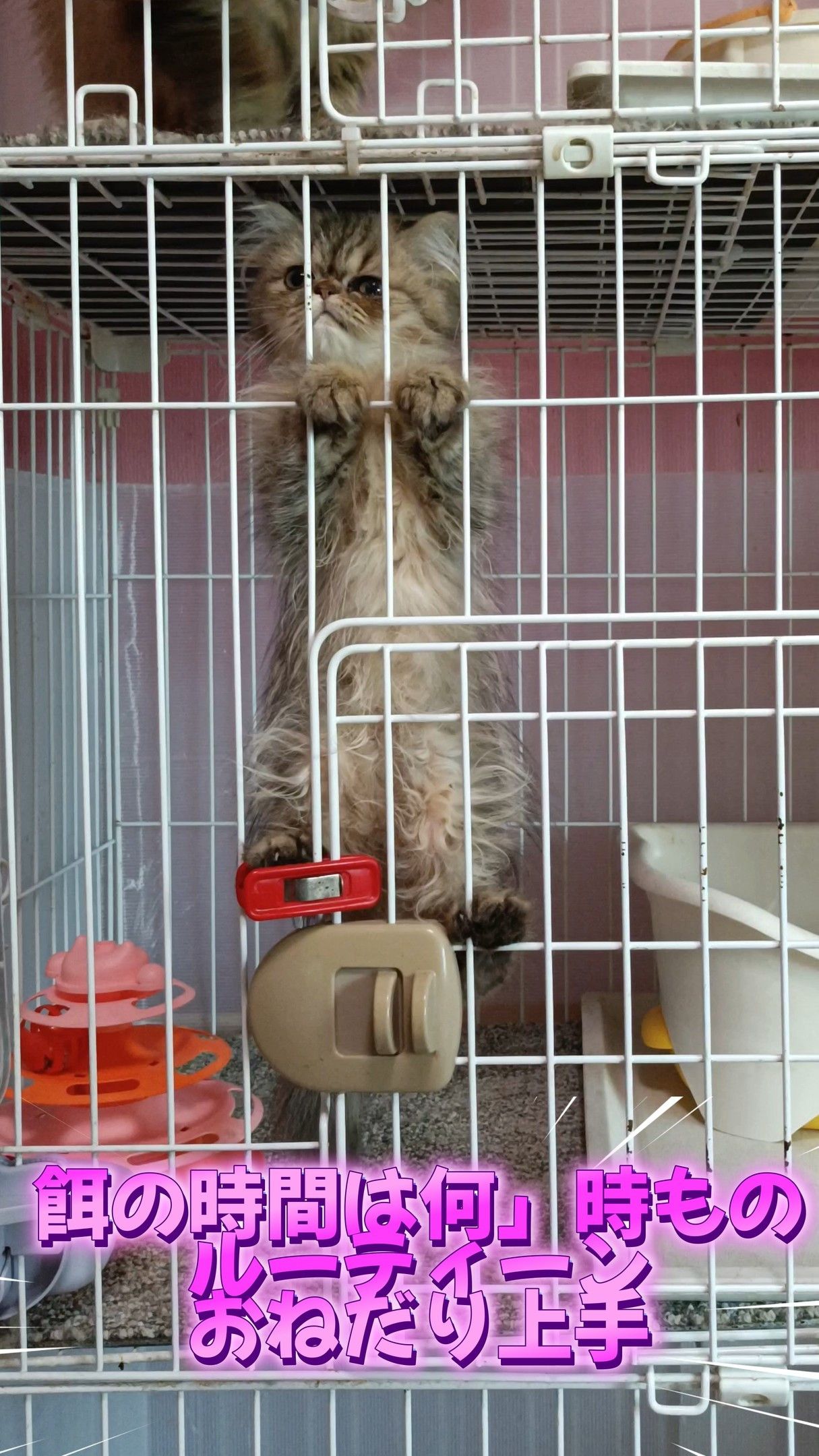 パープルポシェットの可愛いペルシャ仔猫、何時も大人しい彼女は...
