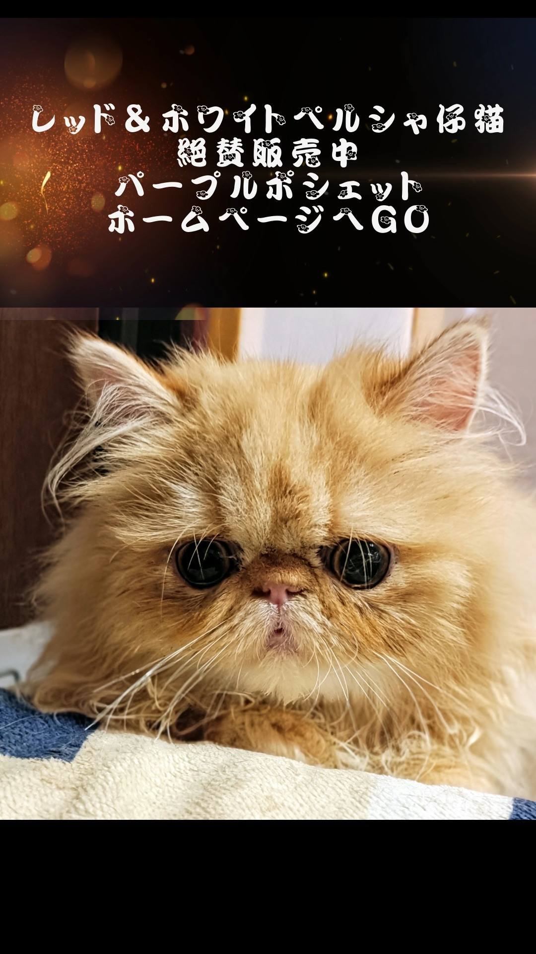 パープルポシェットが御紹介する、最強の人好きペルシャ仔猫ちゃ...