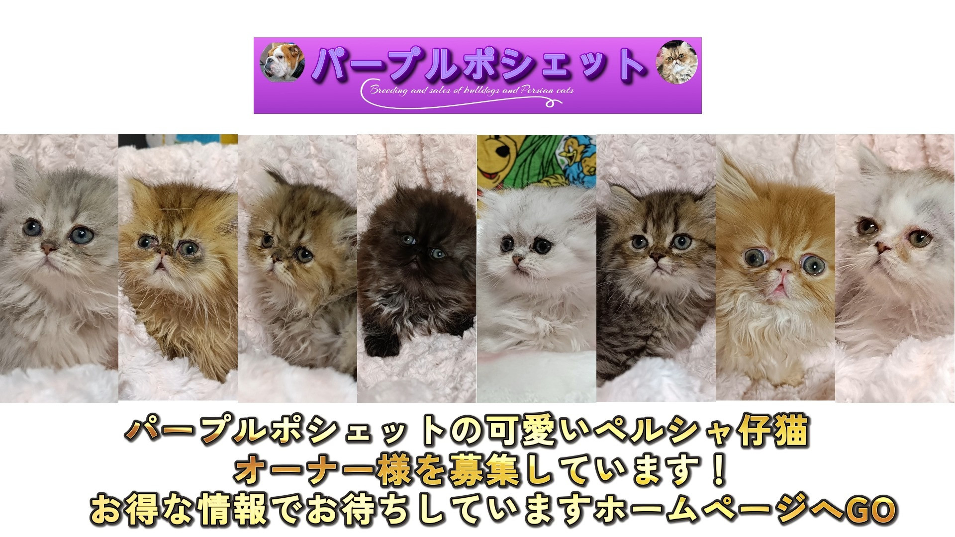 パープルポシェット自慢の８匹の可愛いペルシャ仔猫ちゃん、みん...