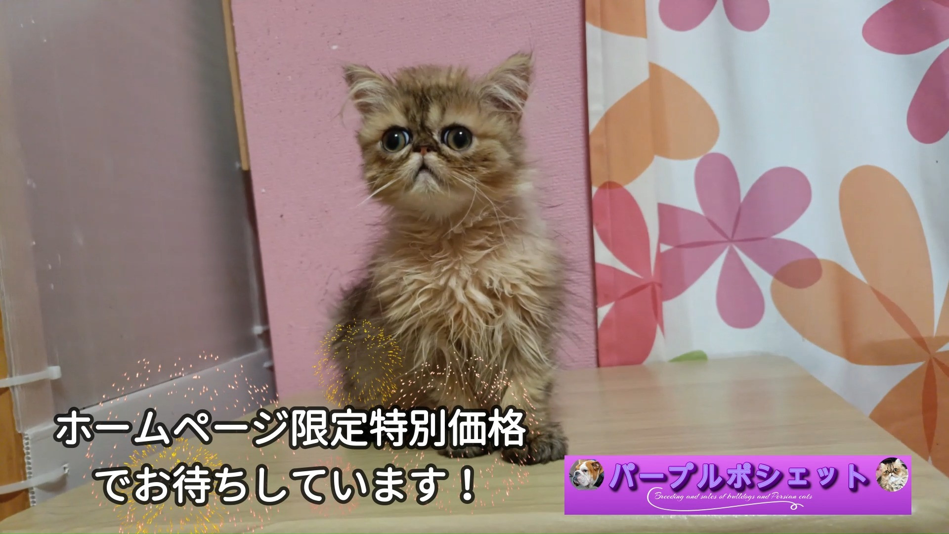 😊✨🤣パープルポシェットホームページ限定！😁😃😸