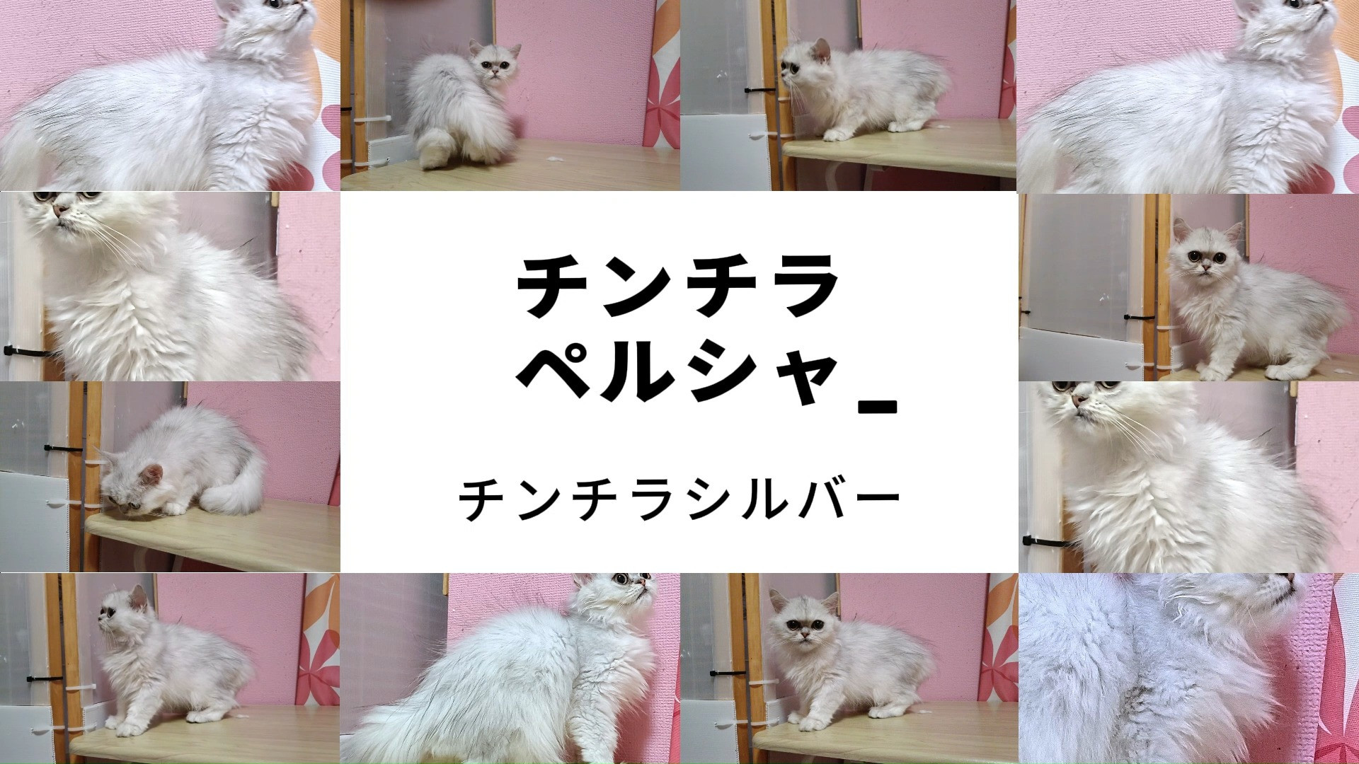 😊✨🤣パープルポシェットホームページ限定！😁😃😸