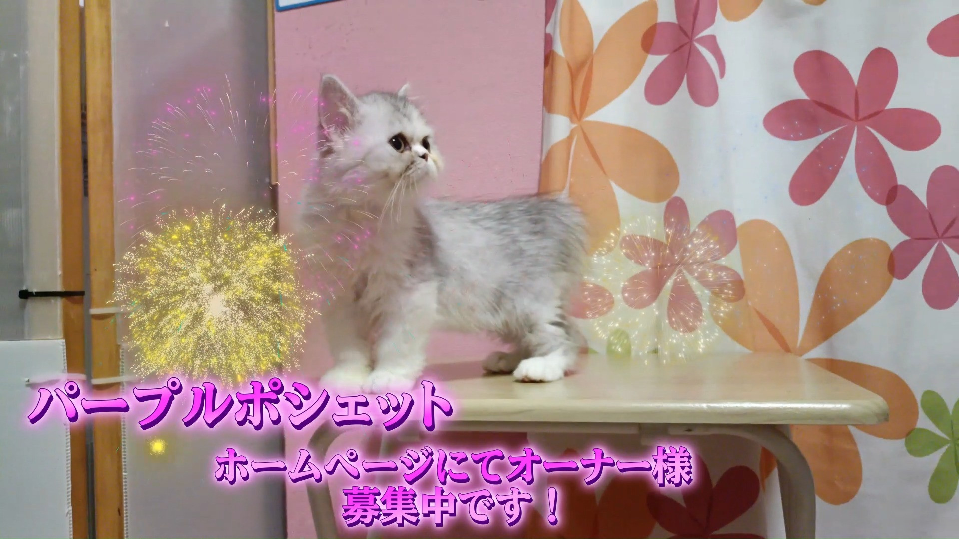 😊✨🤣パープルポシェットホームページ限定！😁😃😸