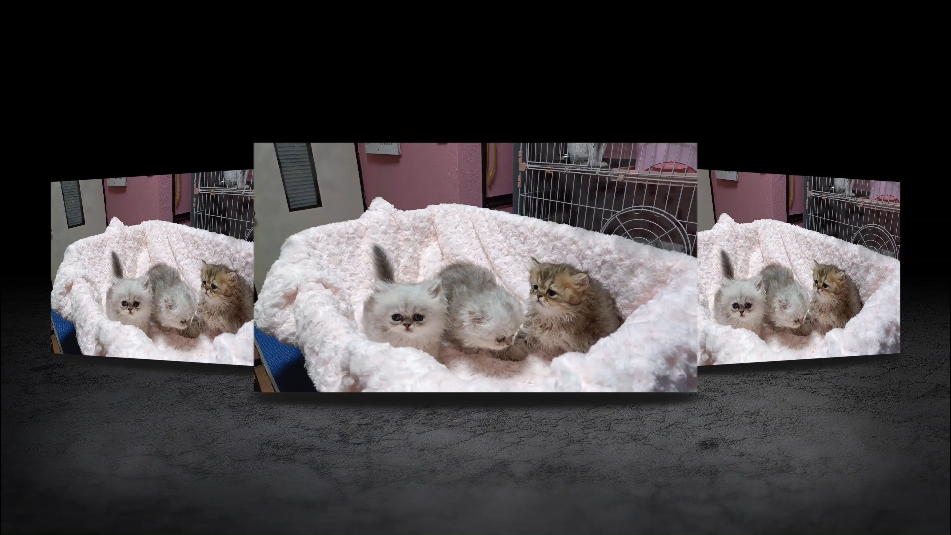 パープルポシェットの可愛いペルシャ猫動画！