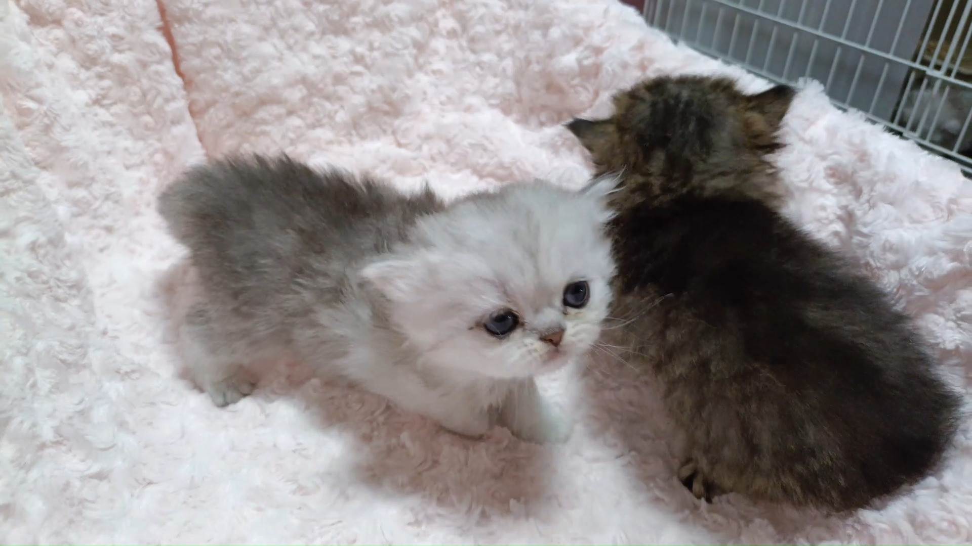 パープルポシェットの可愛いペルシャ猫動画！