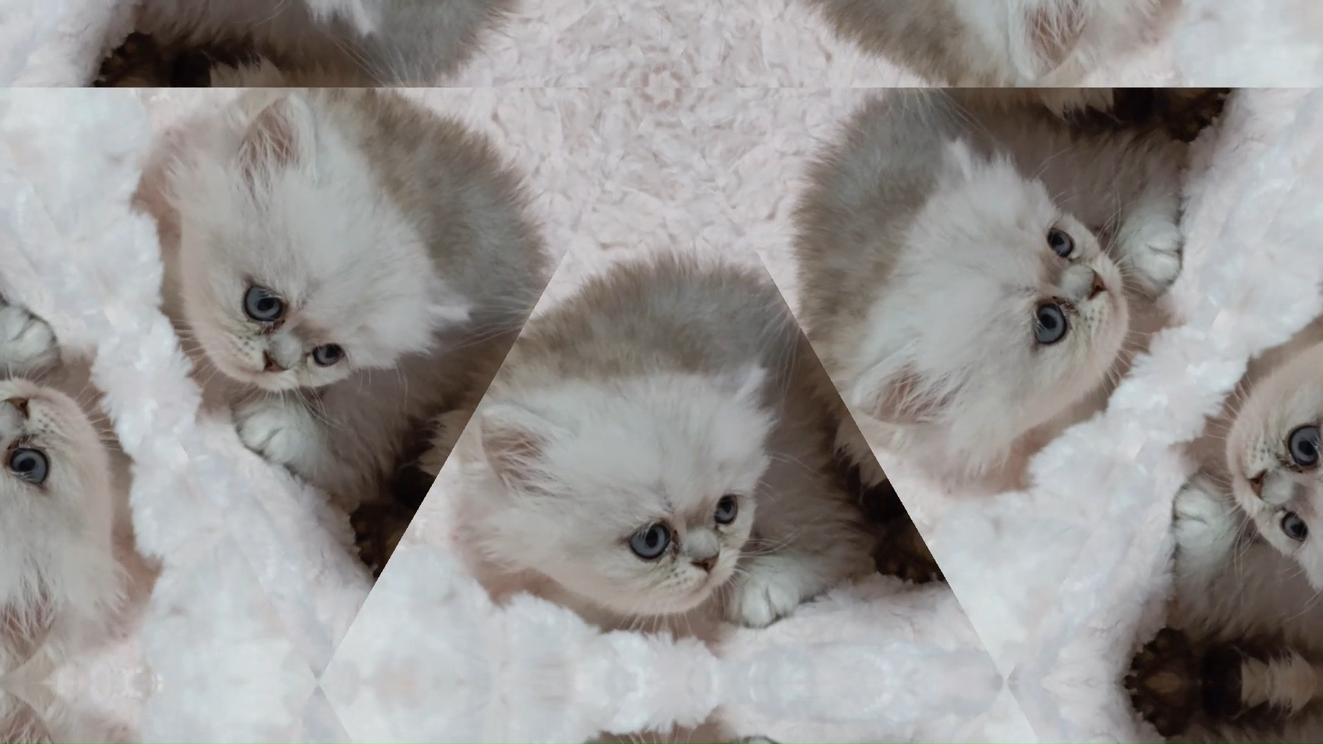 パープルポシェットの可愛いペルシャ猫動画！
