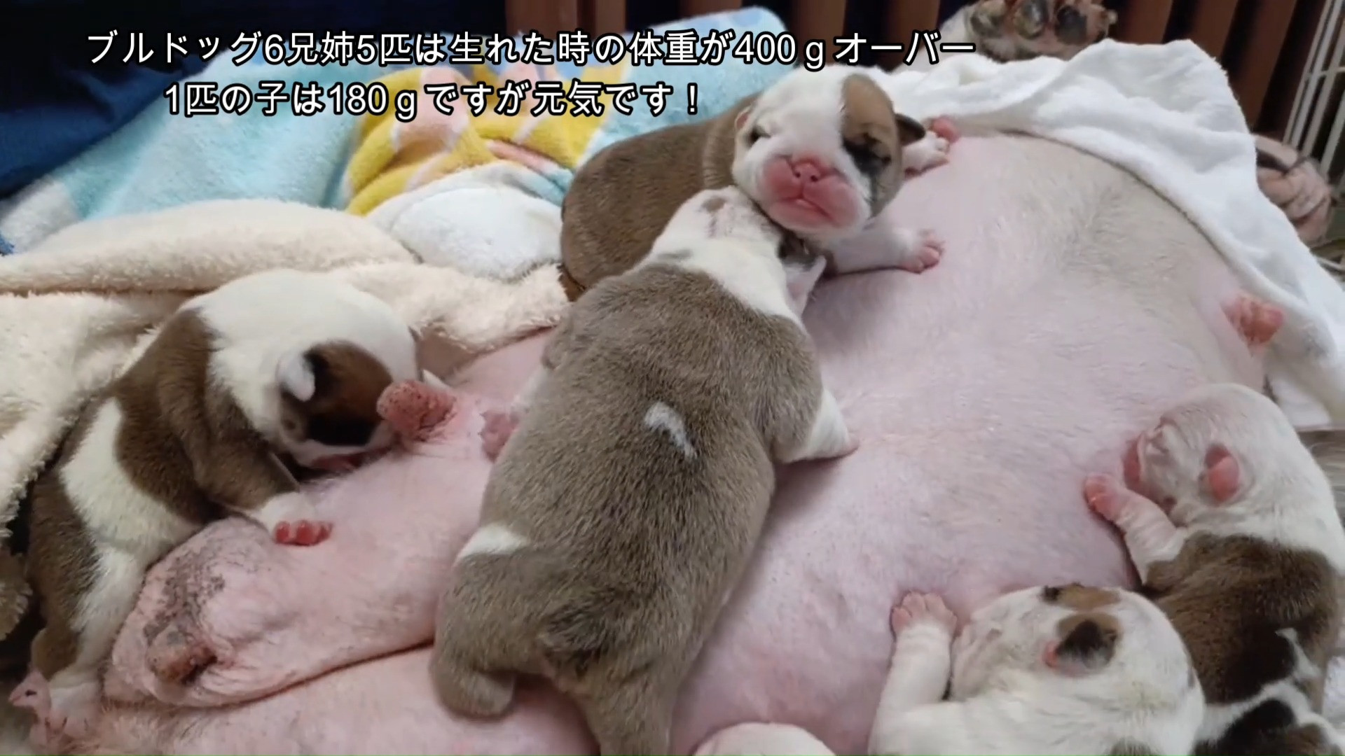 パープルポシェットのシルクママが待望のジャンボなBabyを出...