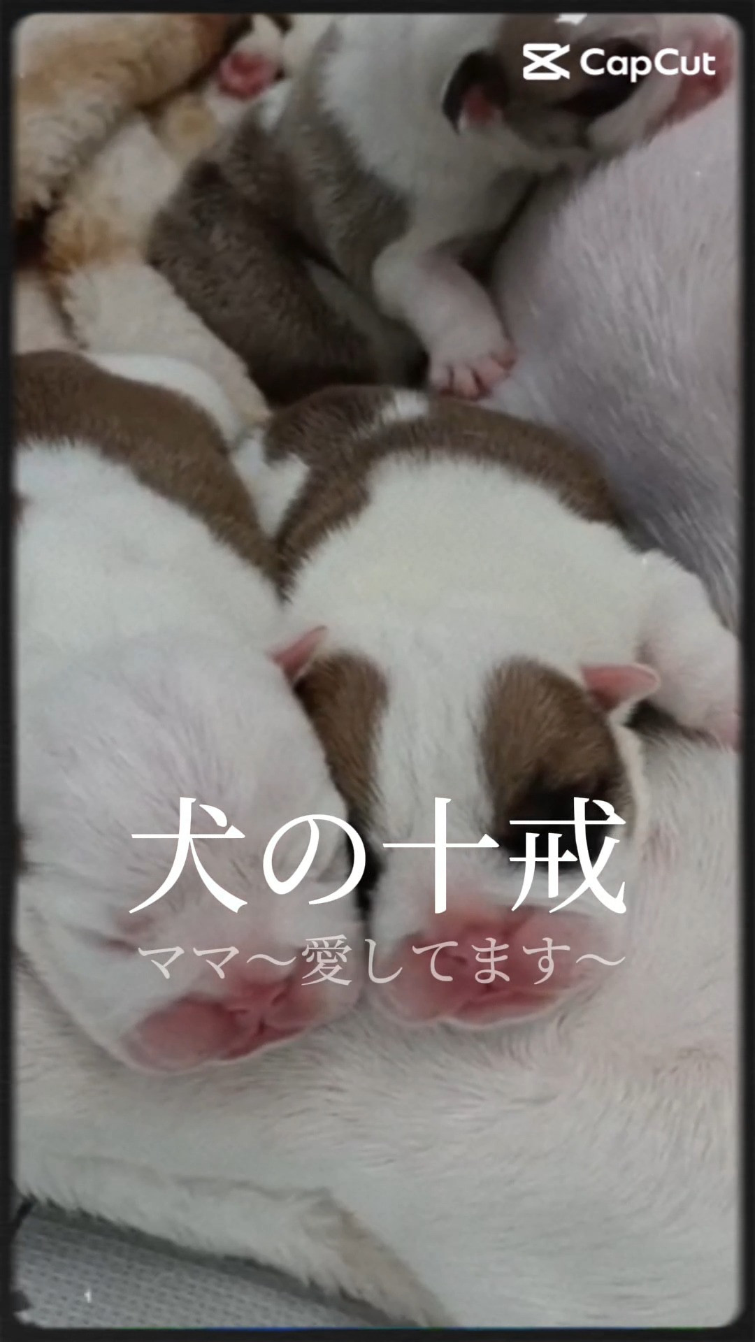 パープルポシェット