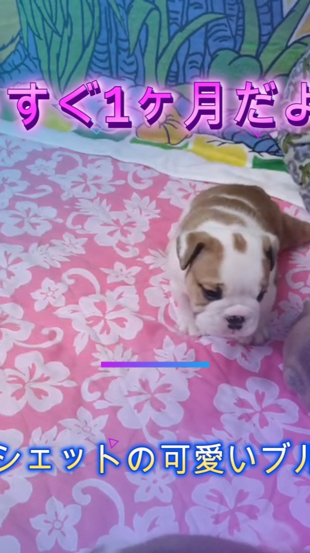 ブルドッグ　シルクママ仔犬が10月20日で1かげつに成ります...