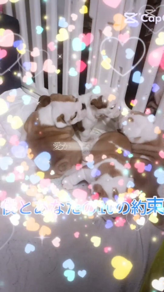 パープルポシェットの可愛い子ブル赤ちゃん#ブルドッグブリーダ...