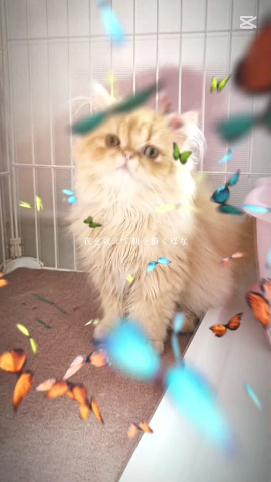 パープルポシェットの可愛いペルシャ子猫🐱