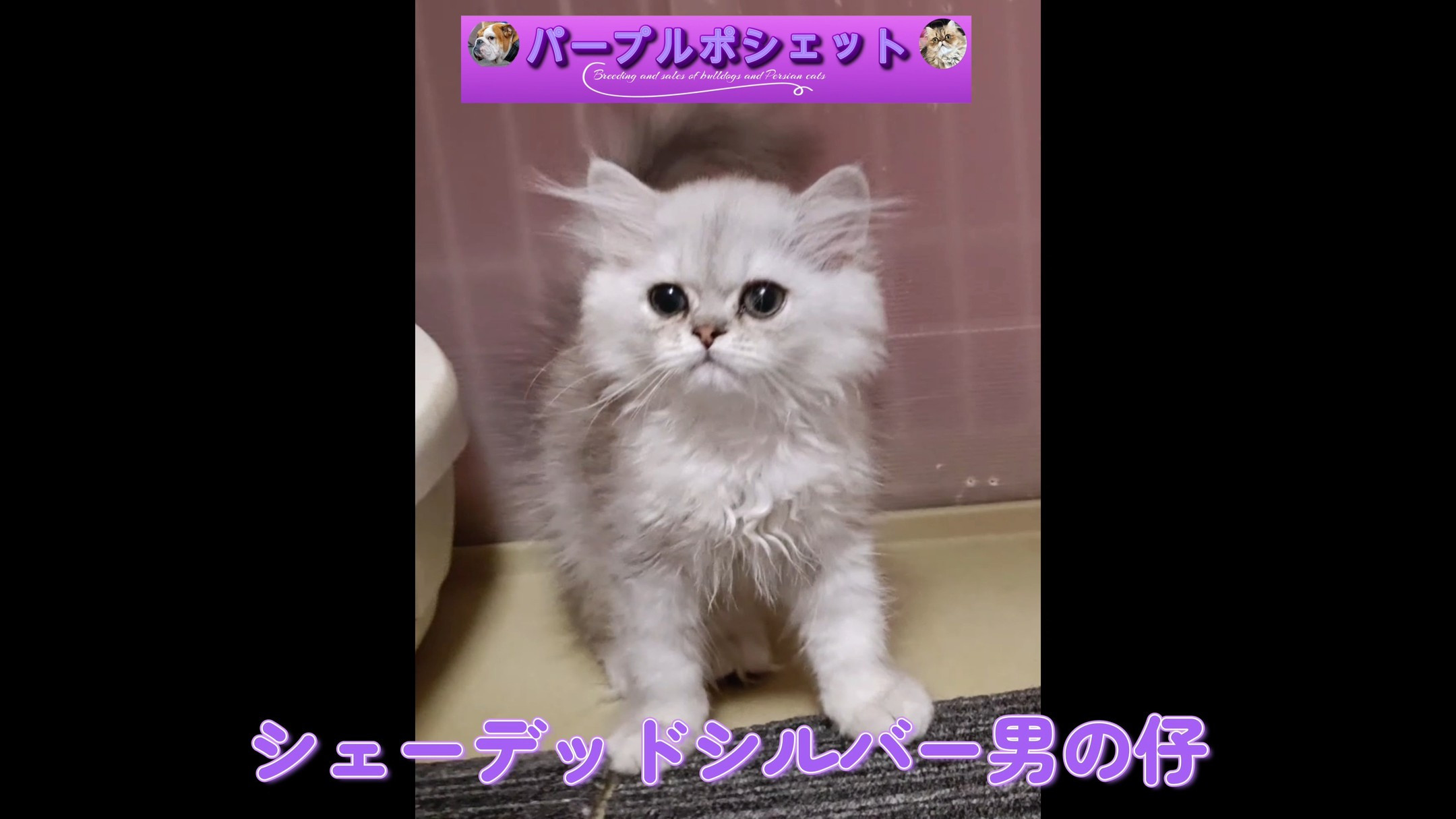 パープルポシェットの可愛いペルシャ仔猫紹介、販売のご案内🎉😍