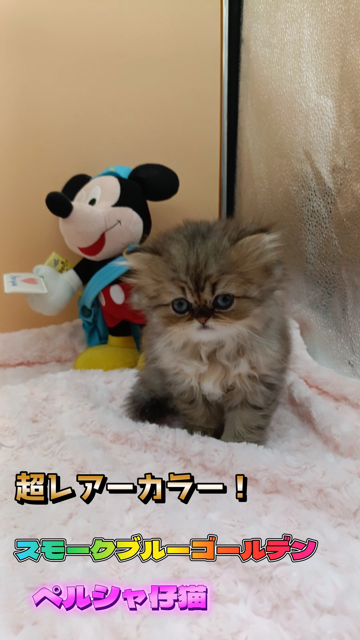 レアーカラーのブルースモークゴールデンの女の仔、ペルシャ猫の...