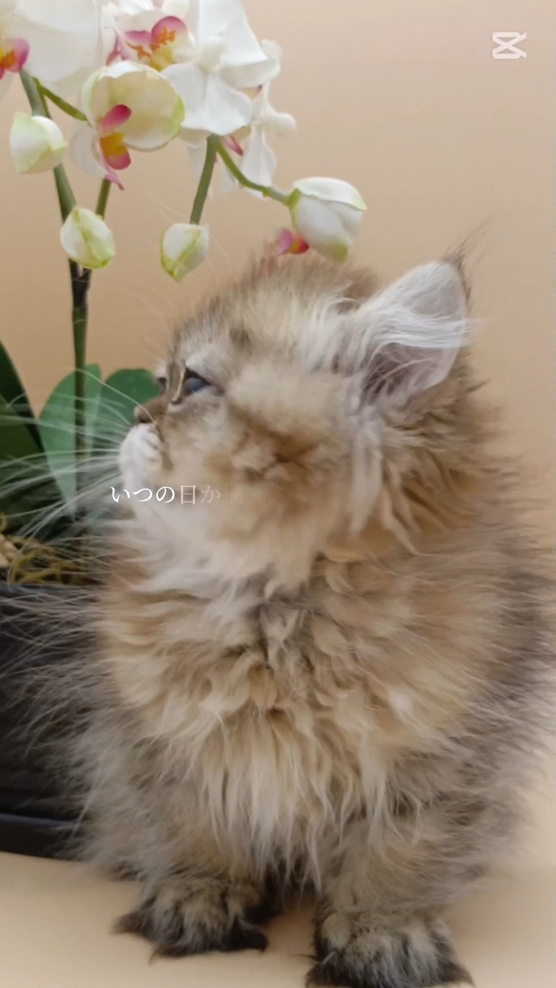 パープルポシェットの可愛いペルシャ猫
