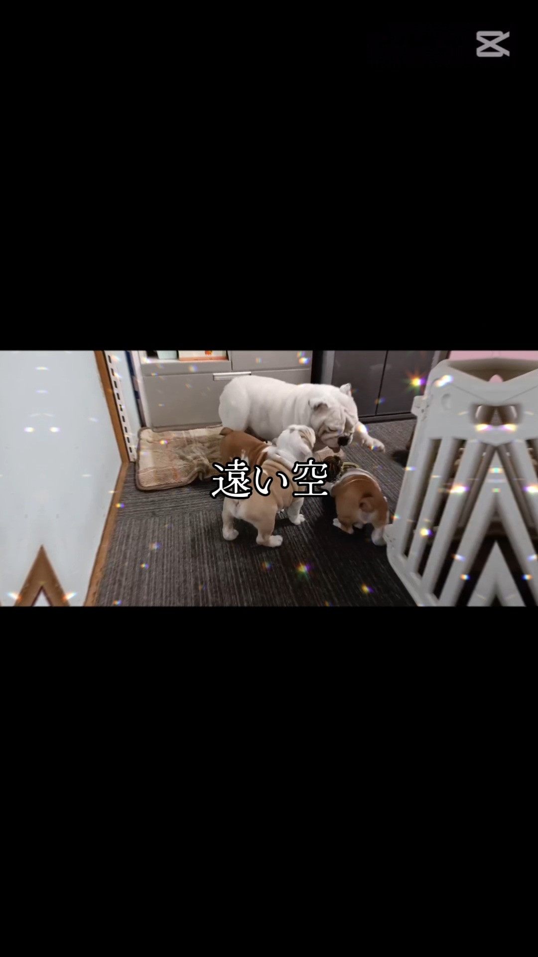 パープルポシェットの可愛いブルドッグの仔犬と優しい音楽と共に...