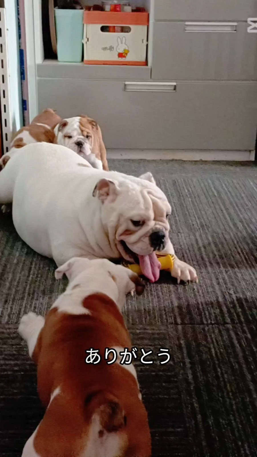 パープルポシェットの可愛いブルドッグの仔犬とシルクママのお遊...