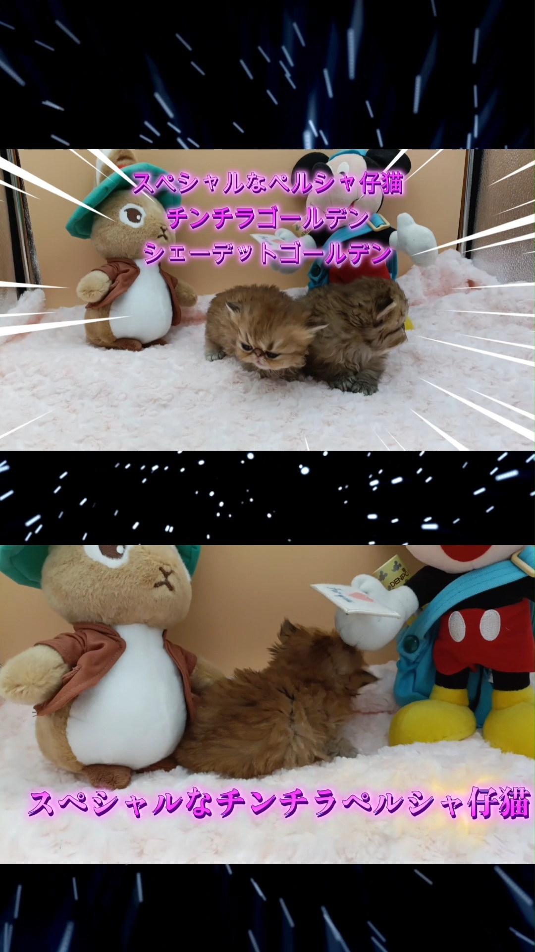 超絶可愛いチンチラペルシャ猫兄姉、鼻ペチャでまん丸瞳が可愛い...