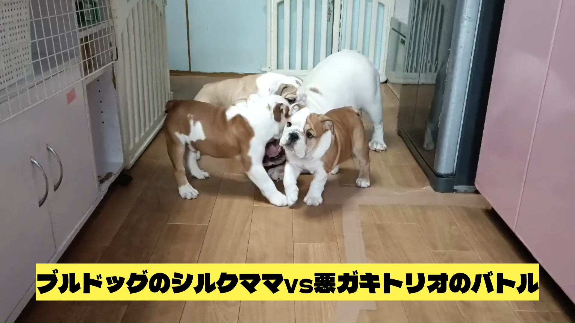 ブルドッグ　シルクママVS悪ガキトリオのバトル！