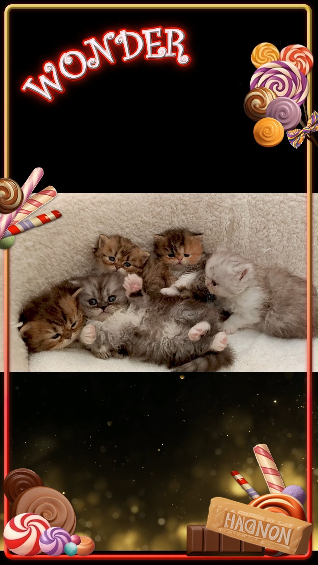 🐱 可愛い仔猫が生まれました！