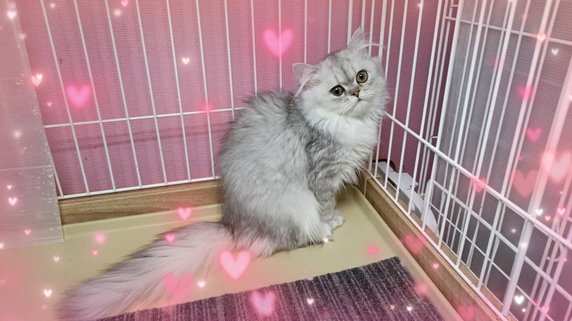 オーナー様募集中！😸 シェーデッドシルバーのペルシャちゃん、...