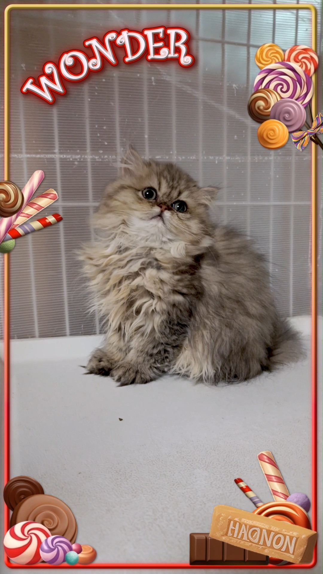 オーナー様募集中！🎨 神秘的な毛色、ブルーゴールデンこの子猫...