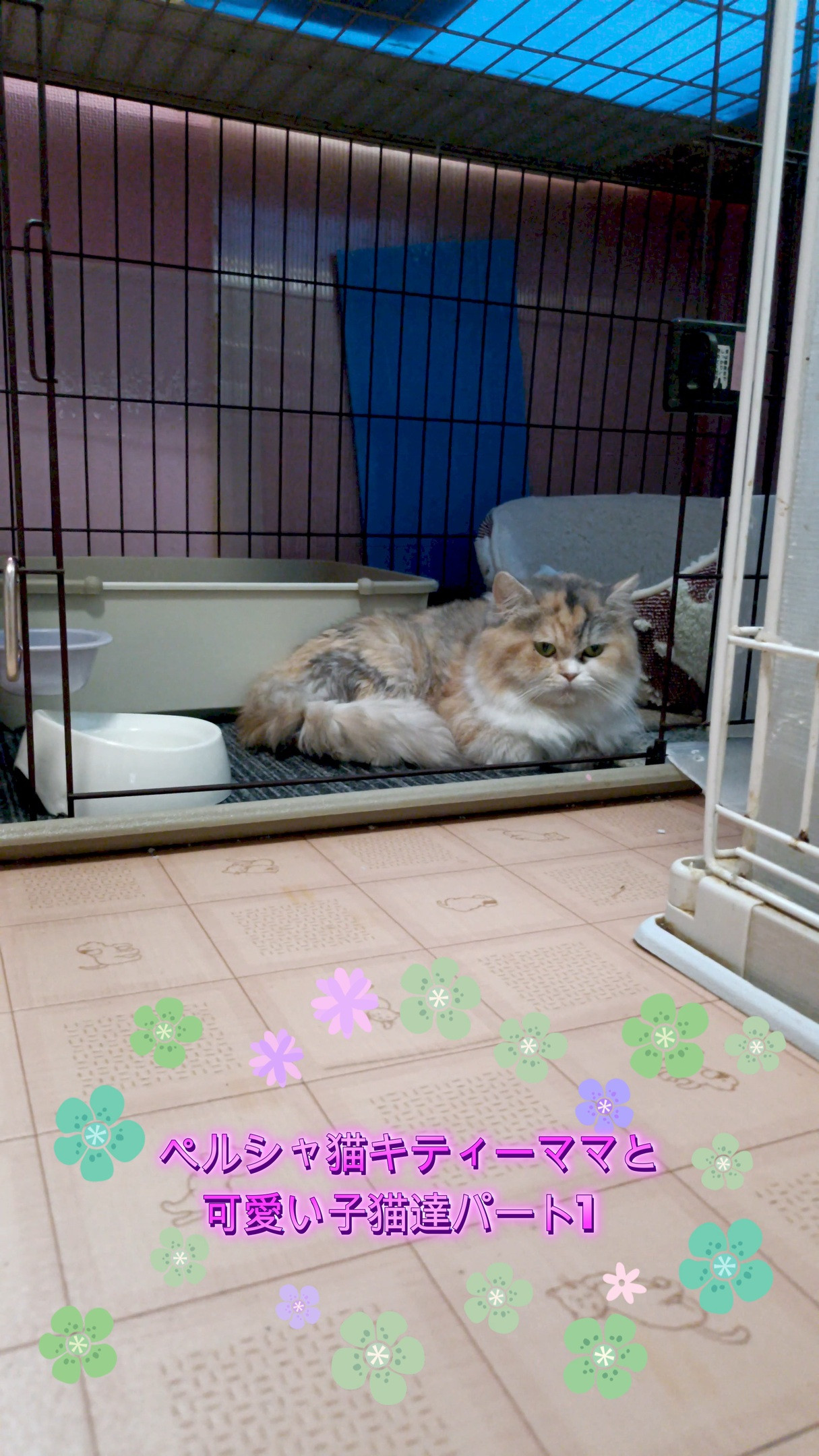 💖みんなメロメロ！キティママとキュートな赤ちゃん猫たち🐱