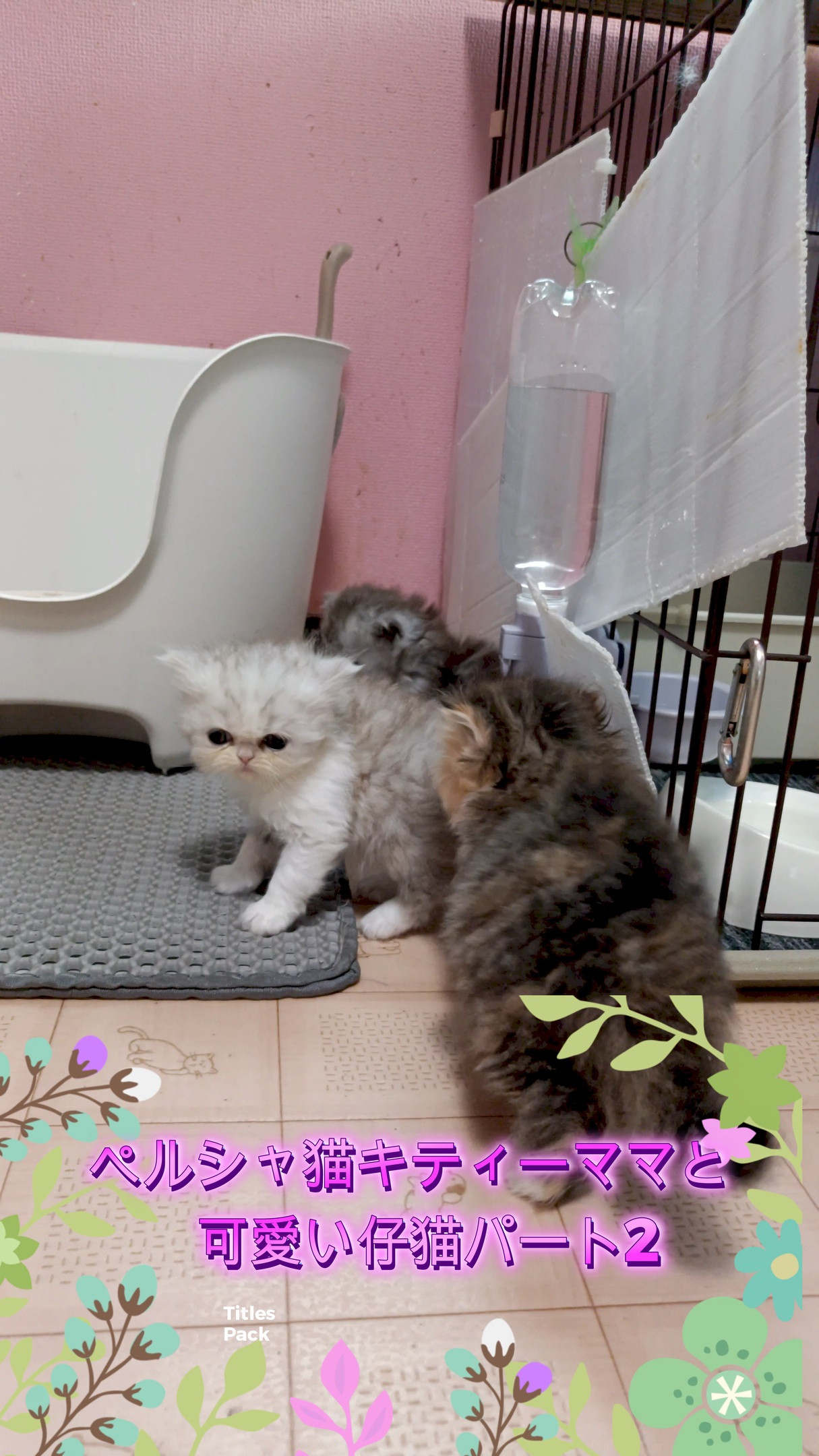 💖みんなメロメロ！キティママとキュートな赤ちゃん猫たち🐱