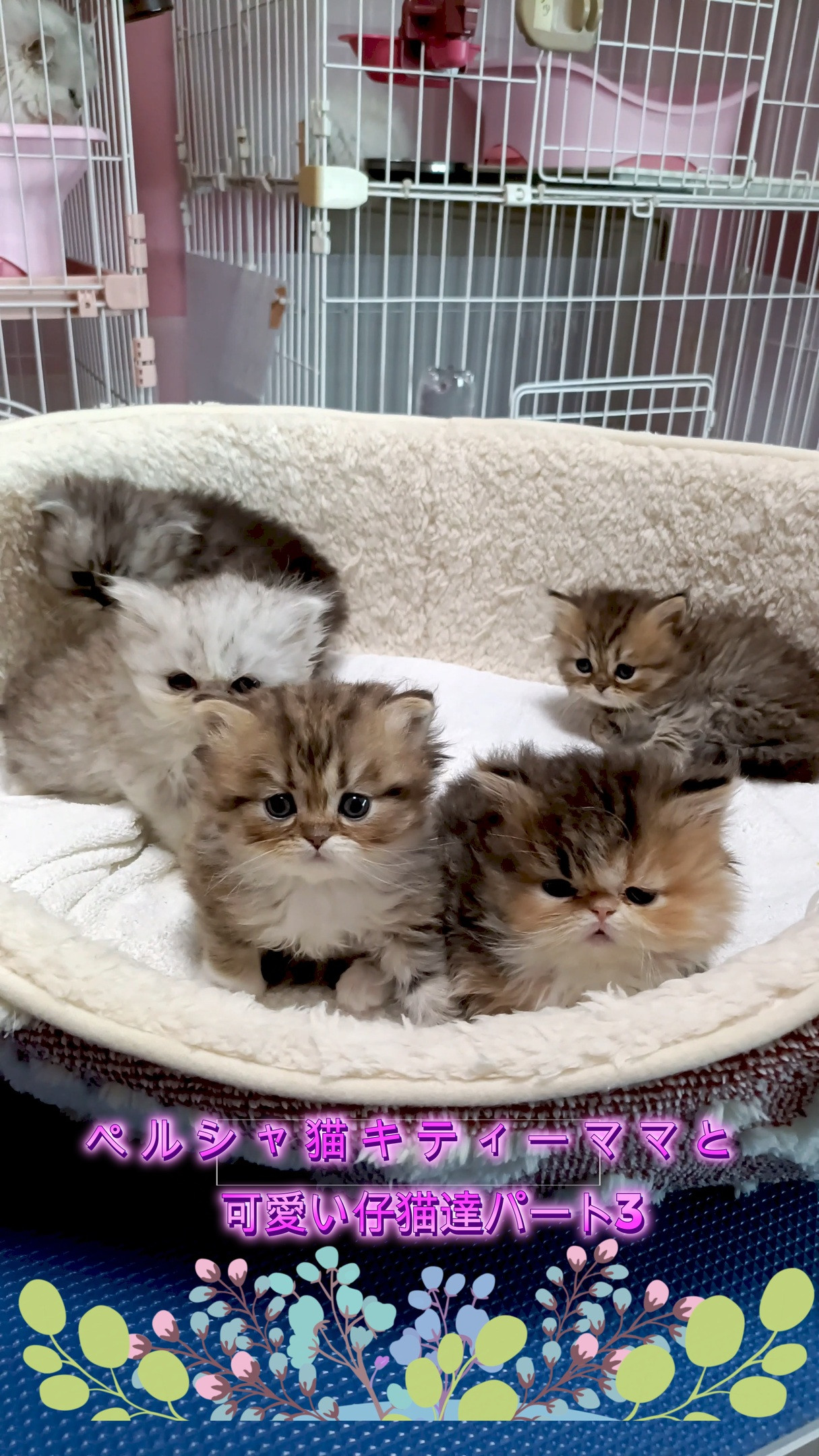 💖みんなメロメロ！キティママとキュートな赤ちゃん猫たち🐱