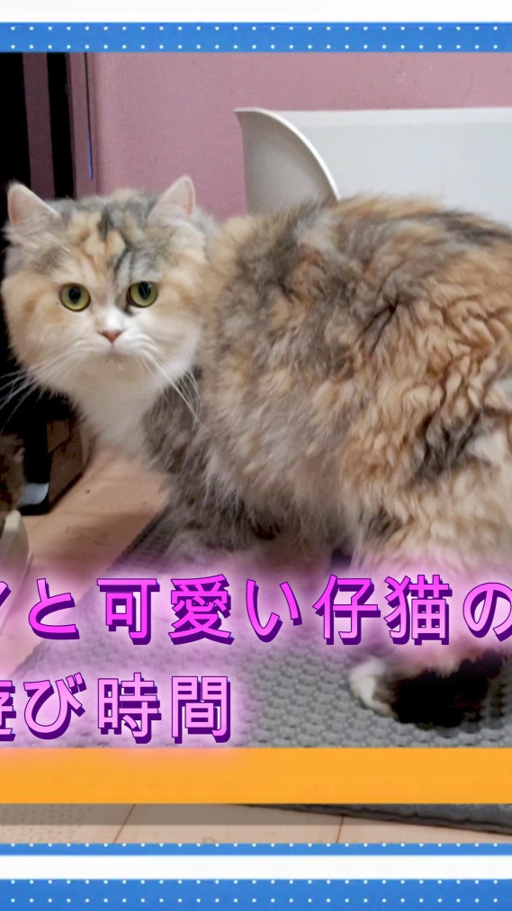 💖みんなメロメロ！キティママとキュートな赤ちゃん猫たち🐱