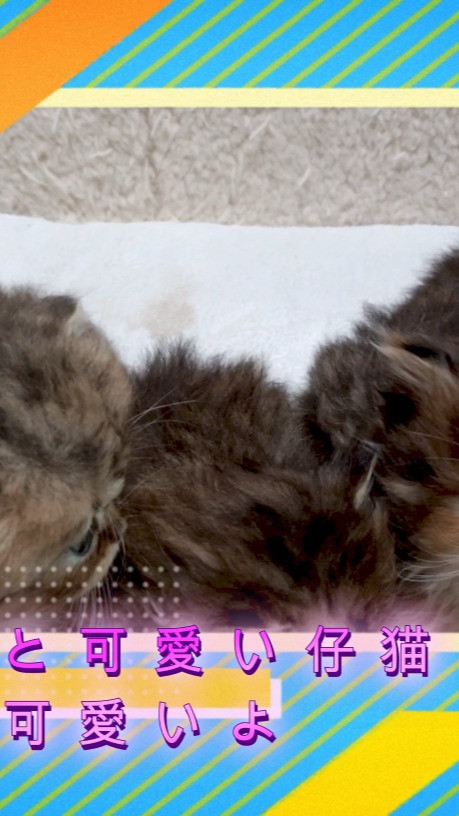 💖みんなメロメロ！キティママとキュートな赤ちゃん猫たち🐱