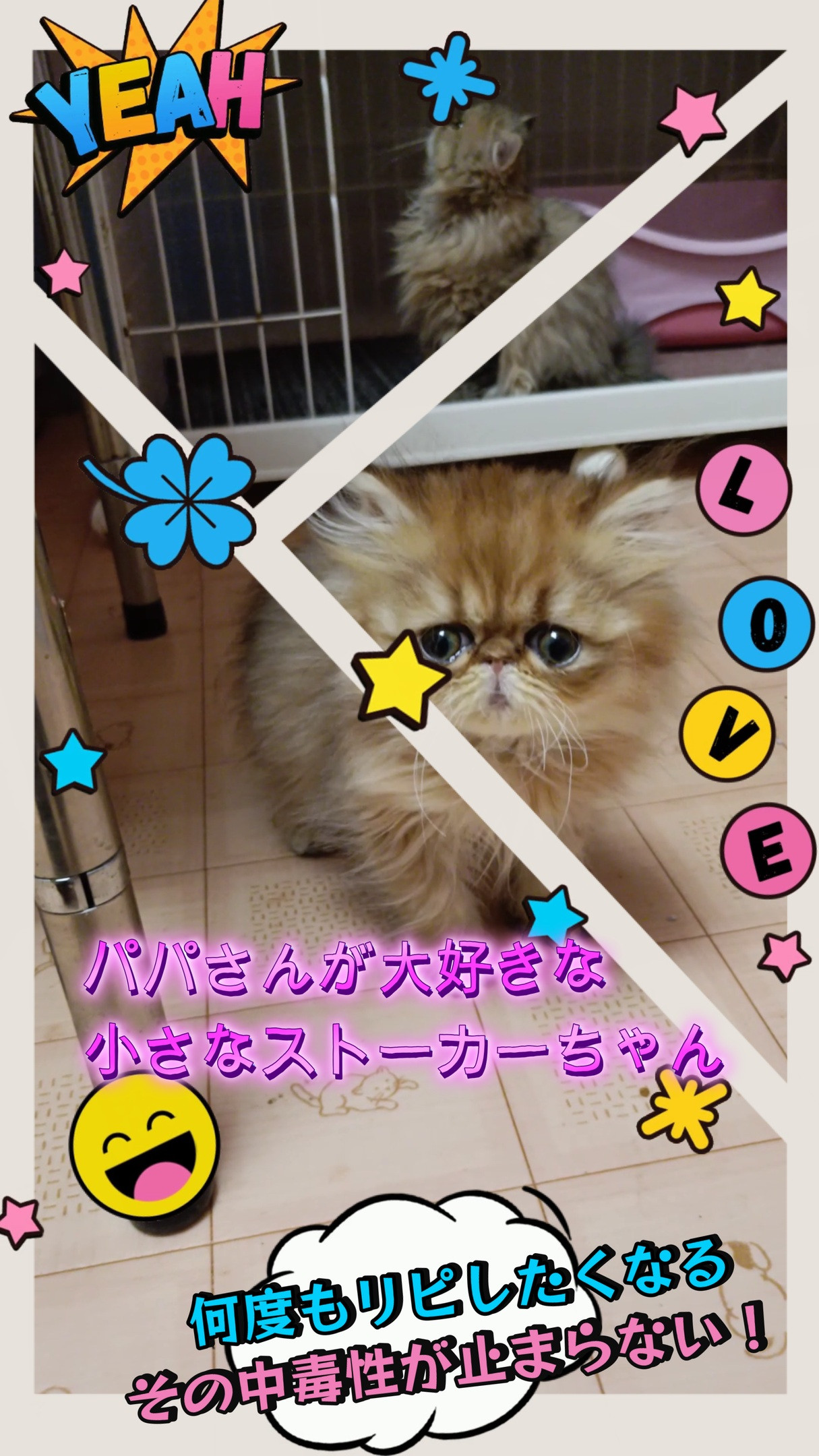 まるでゼンマイ仕掛けのおもちゃの様な仕草がキュートです。