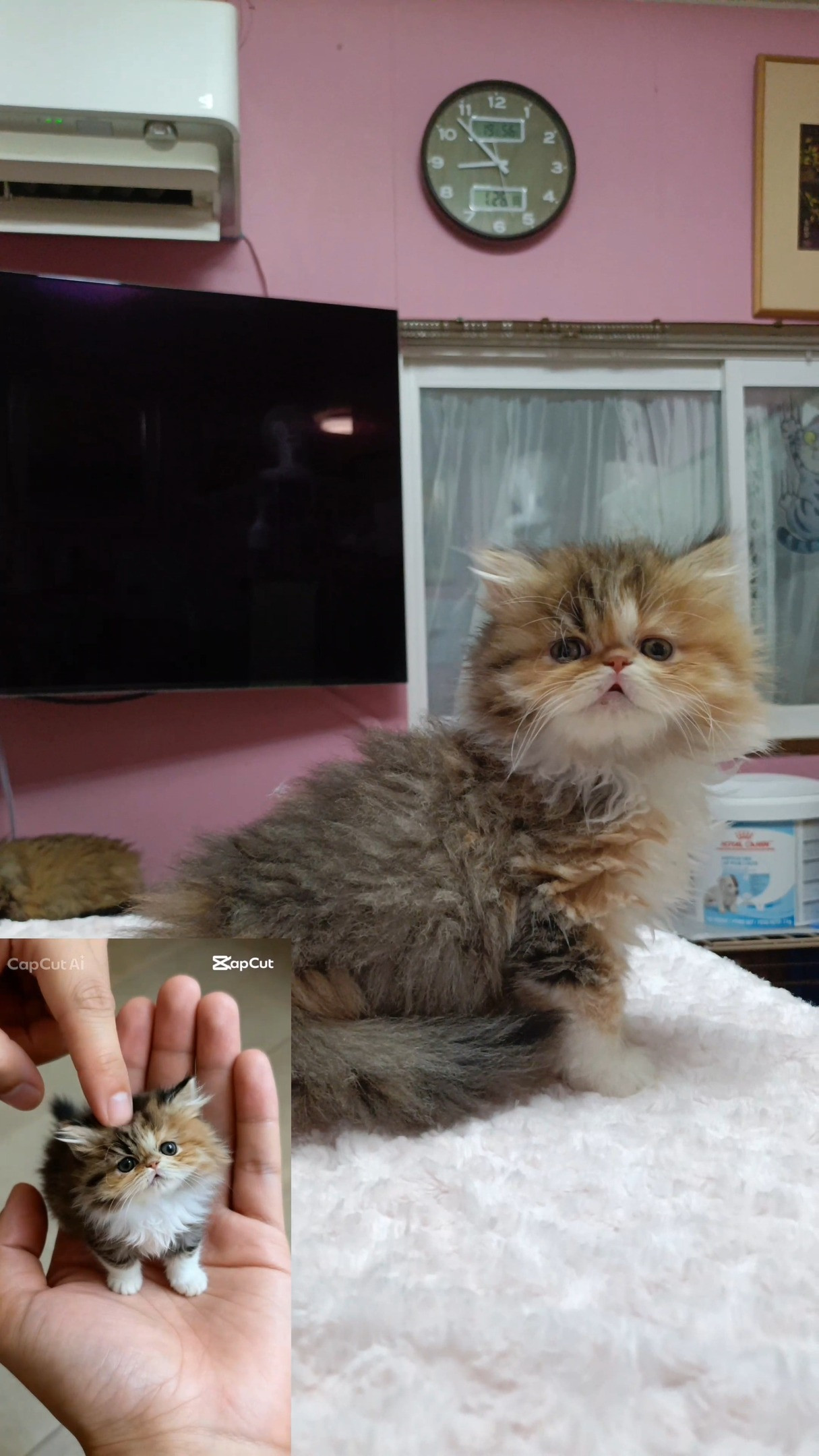 ✨珍しいペルシャ猫のキャリコの子猫をご紹介します✨