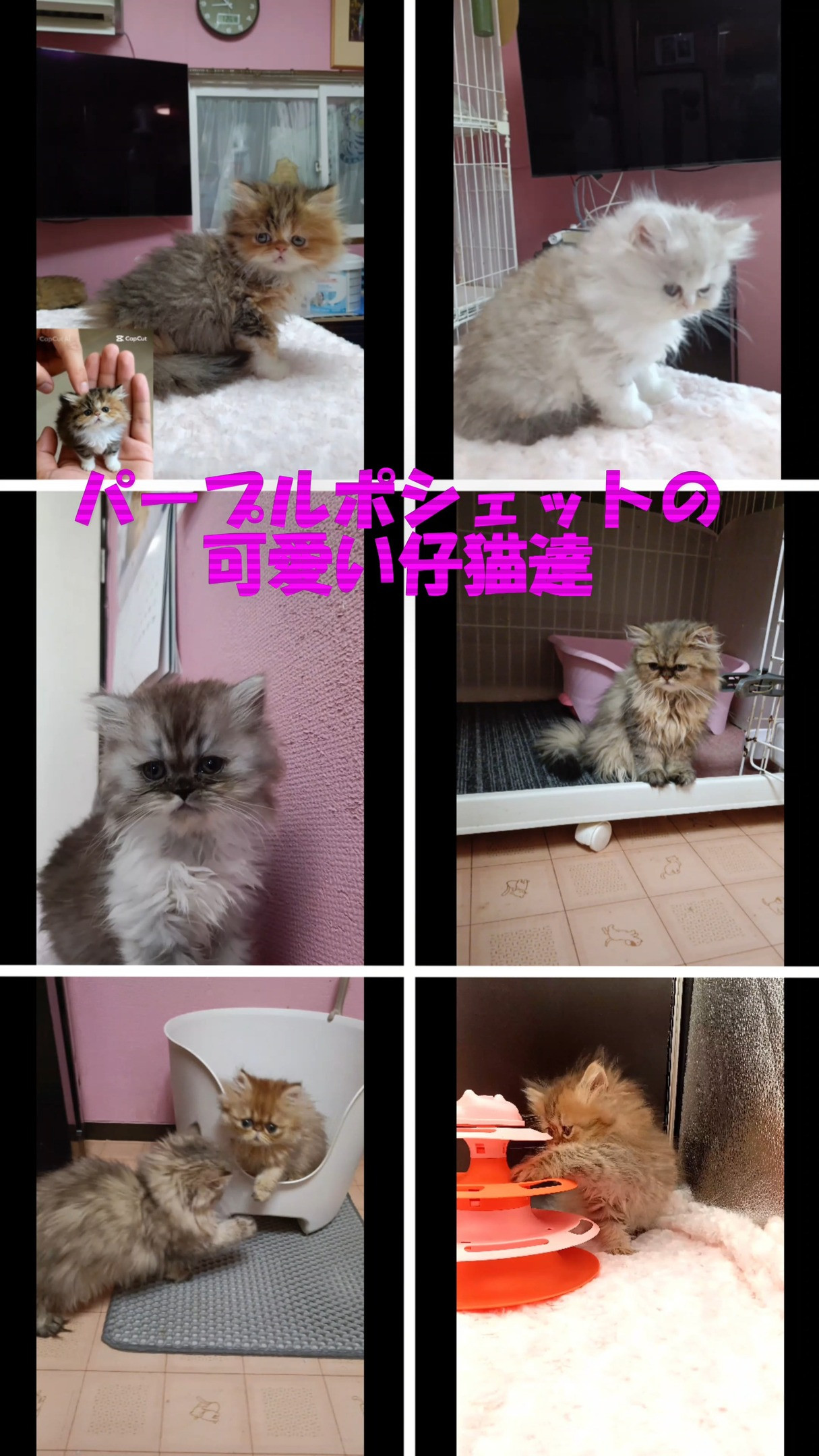 ✨珍しいペルシャ猫達をご紹介します✨