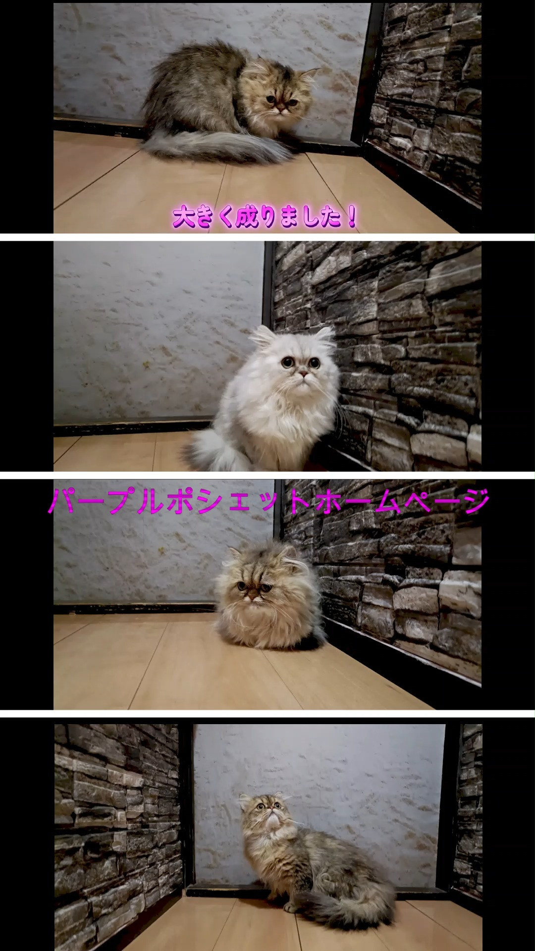 ペルシャ猫販売＃parplepochette comホームペ...
