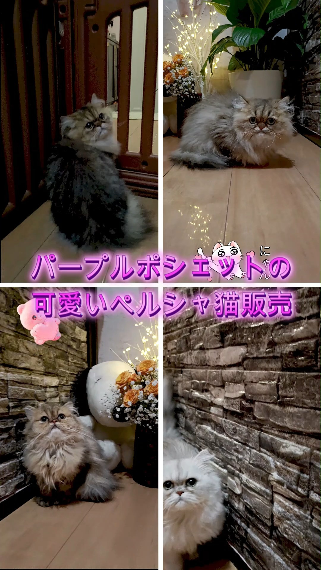 奈良のパープルポシェットが可愛いペルシャ仔猫をホームページ限...