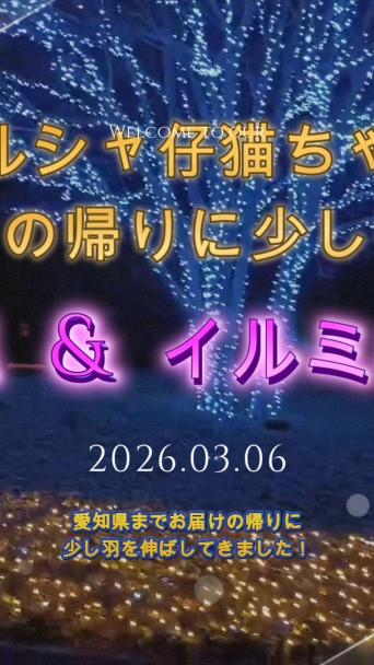 ペルシャ仔猫ちゃん、長野県の新しい飼主様に猫ちゃんをお渡しす...