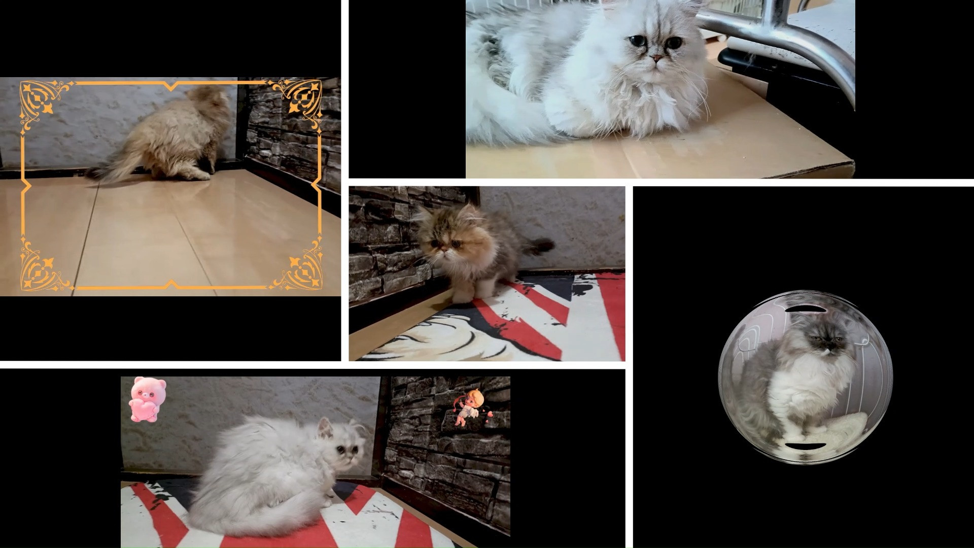 パープルポシェットホームページで毛色のレアな仔猫を販売致しま...